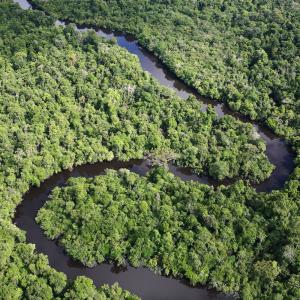 3 Ways You Can Help The Amazon Rainforest | WWF